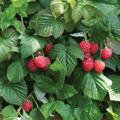 Raspberry Shortcake® (Rubus idaeus &