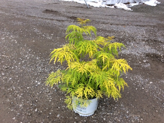 Lemony Lace® Elderberry (Sambucus lemony &