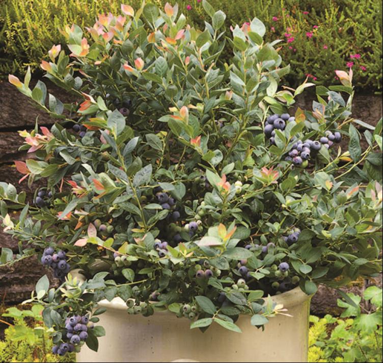 Pink Icing® Blueberry (Vaccinium &