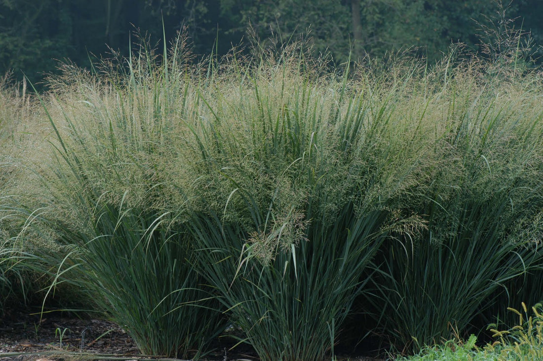 Northwind Switch Grass (Panicum virgatum &