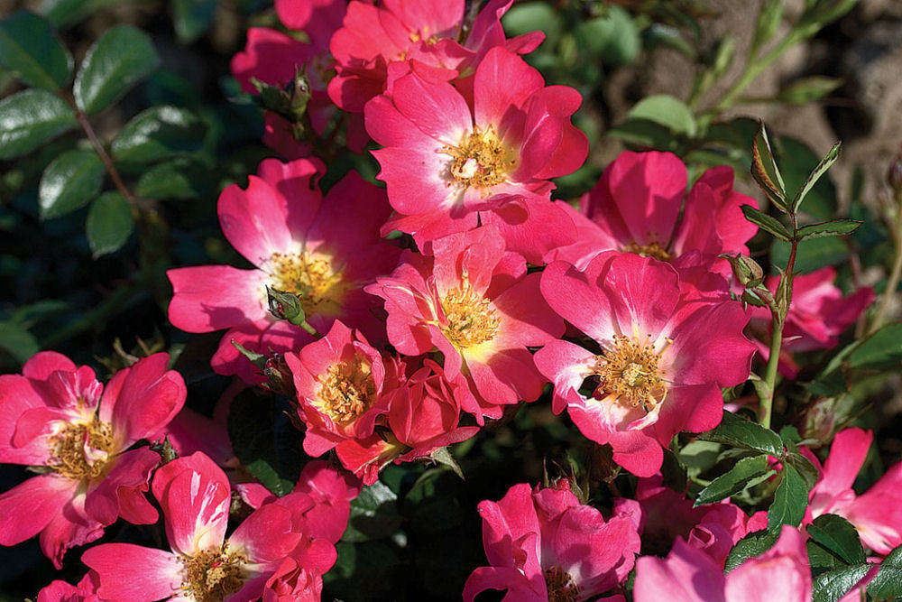 Pink Drift® Rose (Rosa &