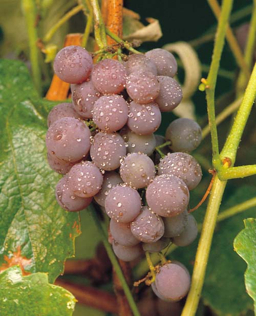 Canadice Grape (Vitis canadice &