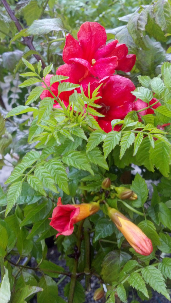Summer Jazz™ Fire Trumpet Vine (Campsis &