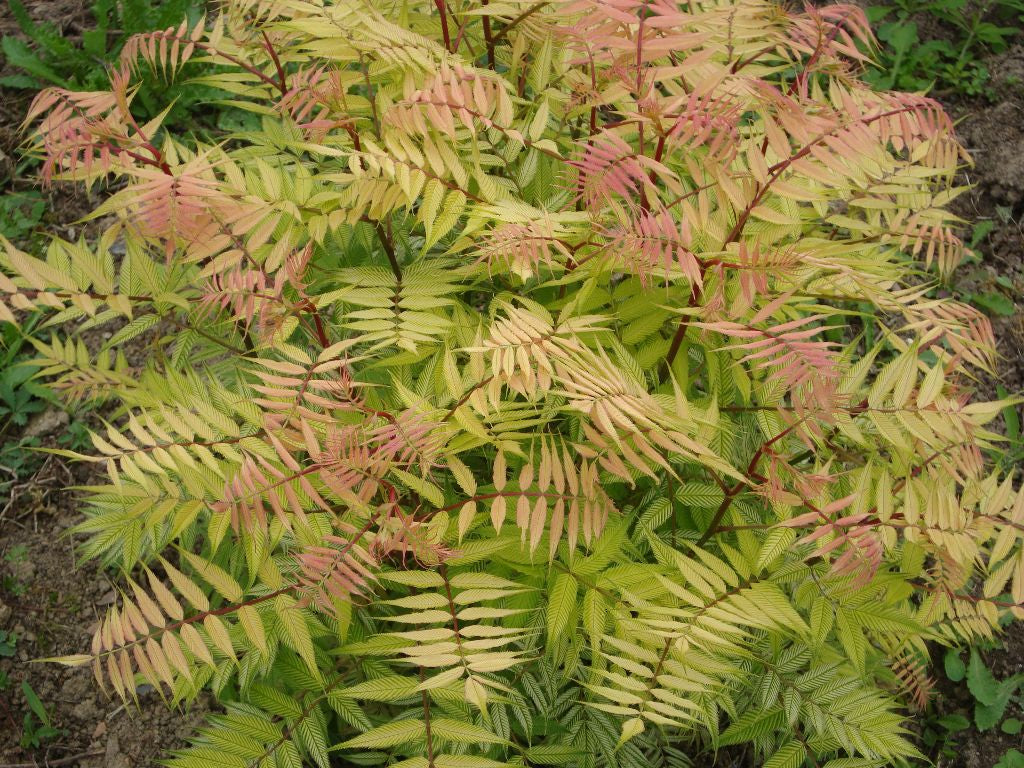 Dwarf Falsespirea (Sorbaria sorbifolia &