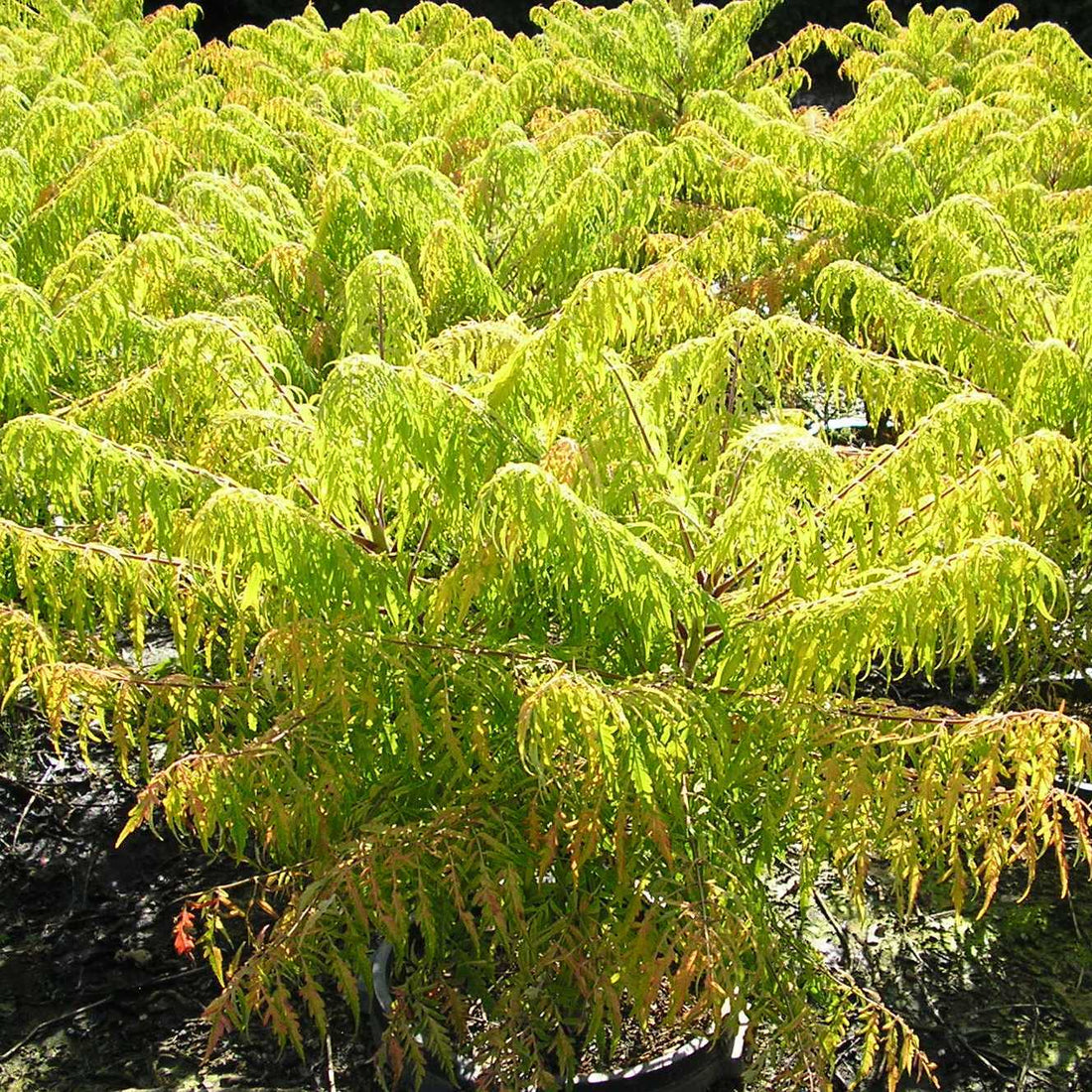 Tiger Eyes® Cutleaf Staghorn Sumac (Rhus typhina &