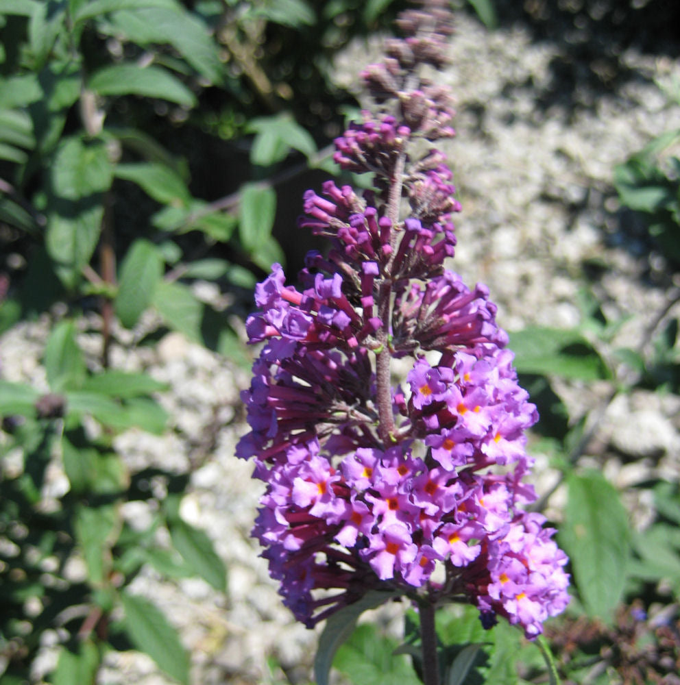 Butterfly Magic™ Butterfly Bush (Buddleia davidii &