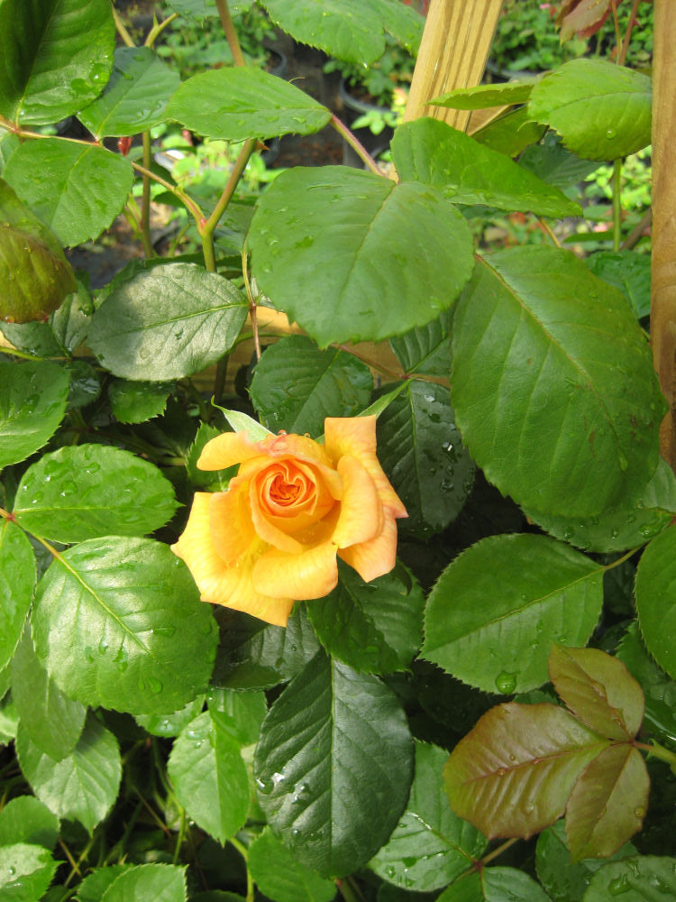 Garden Sun Climbing Rose (Rosa CL &