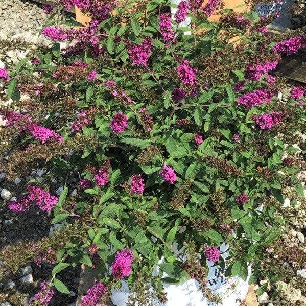 Lo & Behold Ruby Chip® Butterfly Bush (Buddleia &