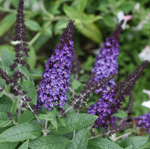 Pugster Blue® Butterfly Bush
(Buddleia &