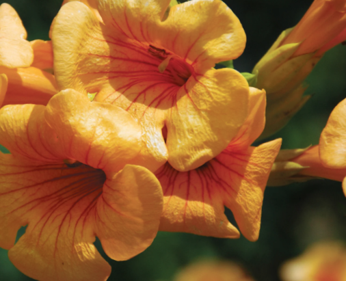 Summer Jazz™ Sunrise Gold Trumpet Vine (Campsis &