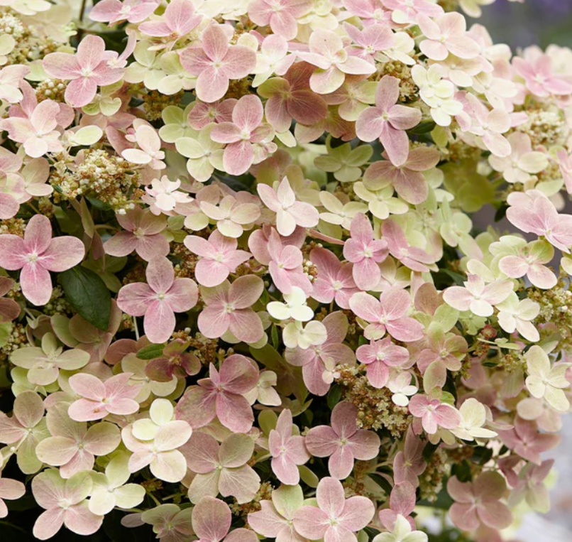 Hydrangea Early Evolution (Hydrangea &