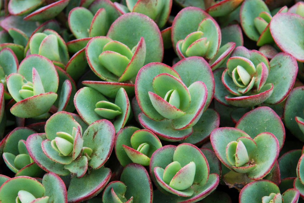 Lime Zinger Stoncrop (Sedum sedum &