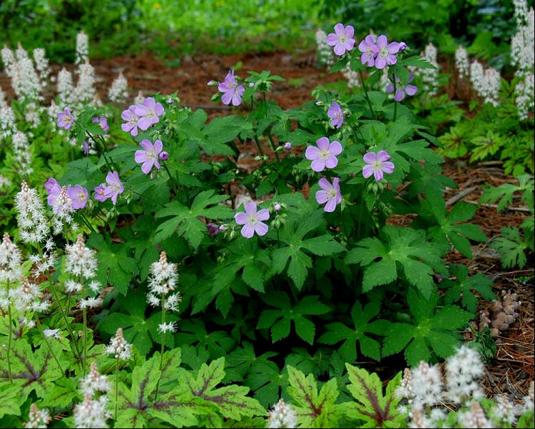 American Cranesbill (Geranium maculatum) - 1 gallon