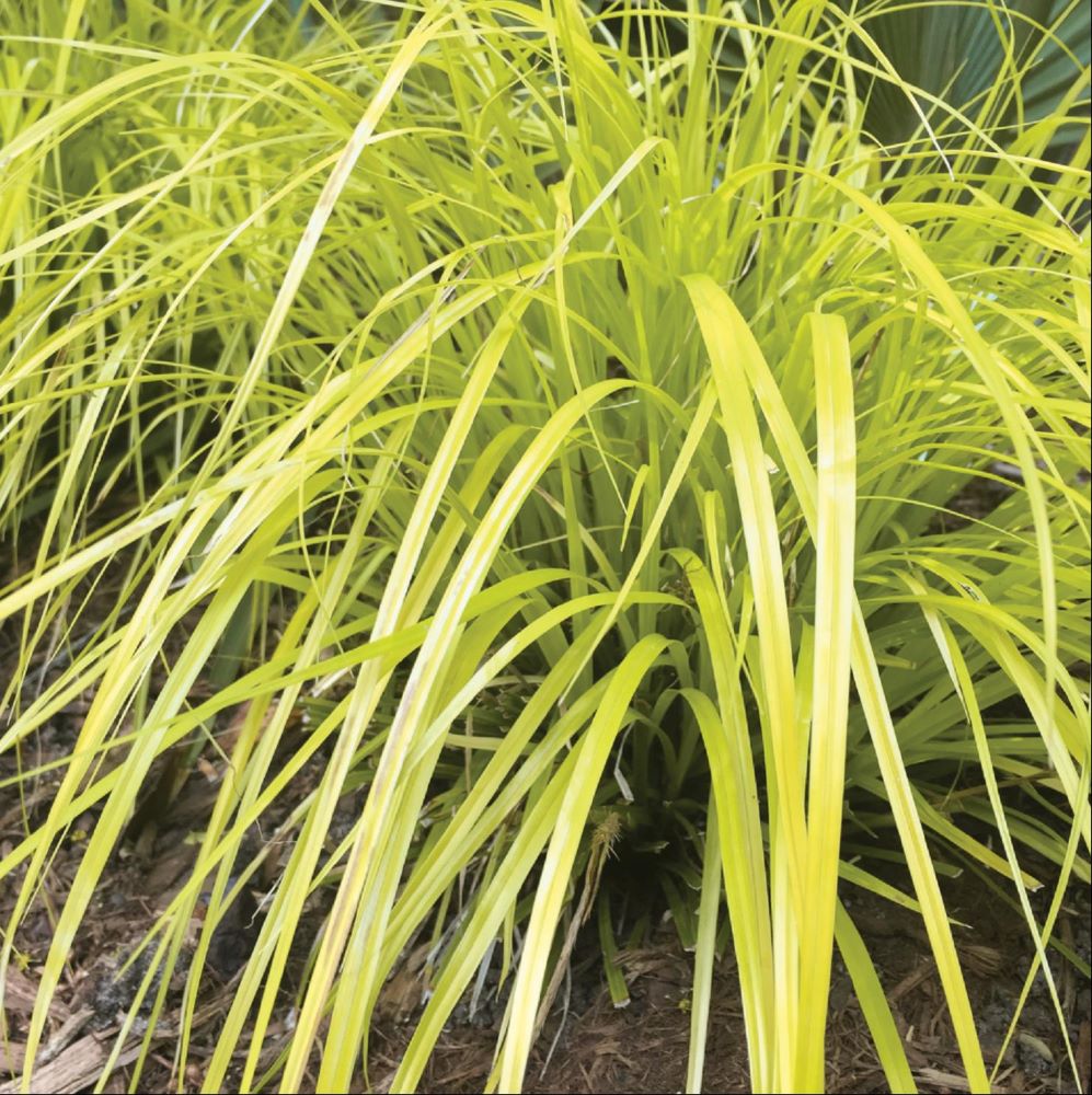 Evercolor® Everillo Gold Weeping Sedge (Carex &