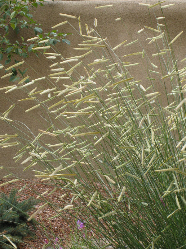 Blonde Ambition Blue Grama Grass (Bouteloua &