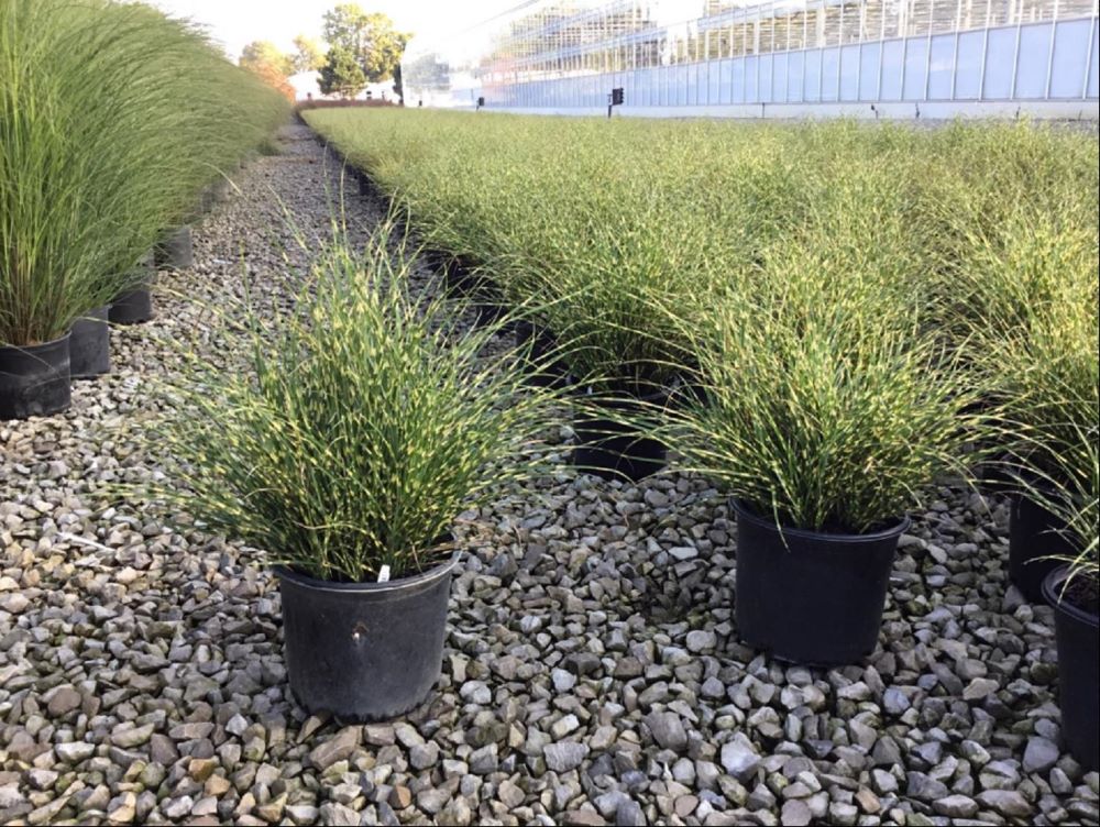 Bandwidth Maiden Grass (Miscanthus &