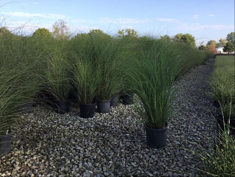 Scout Maiden Grass (Miscanthus &