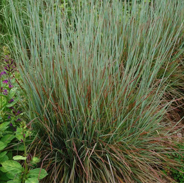 Standing Ovation Little Bluestem (Schizachyrium &