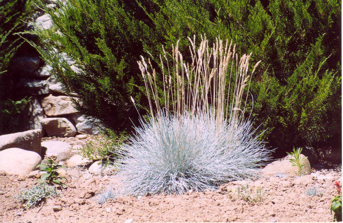 Elijah Blue Fescue Grass (Festuca glauca &
