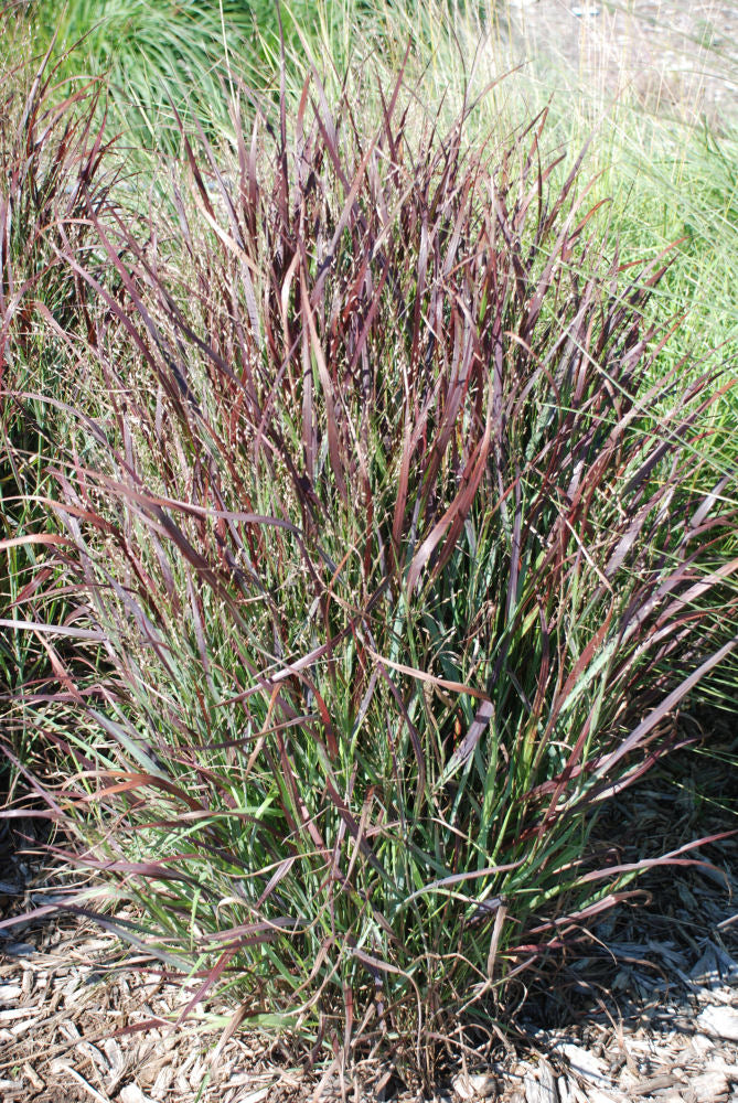 Shenandoah Switch Grass (Panicum virgatum &
