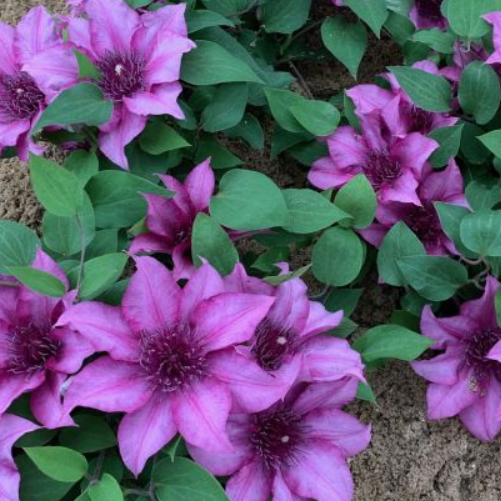 Elodi™ Clematis (Clematis elodi &