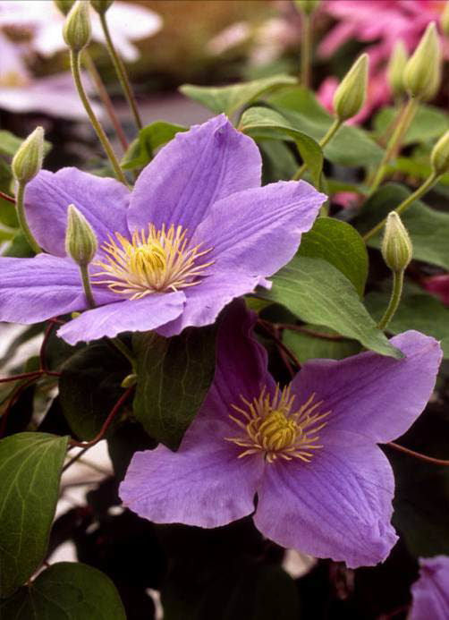 Zara™ Clematis (Clematis zara &