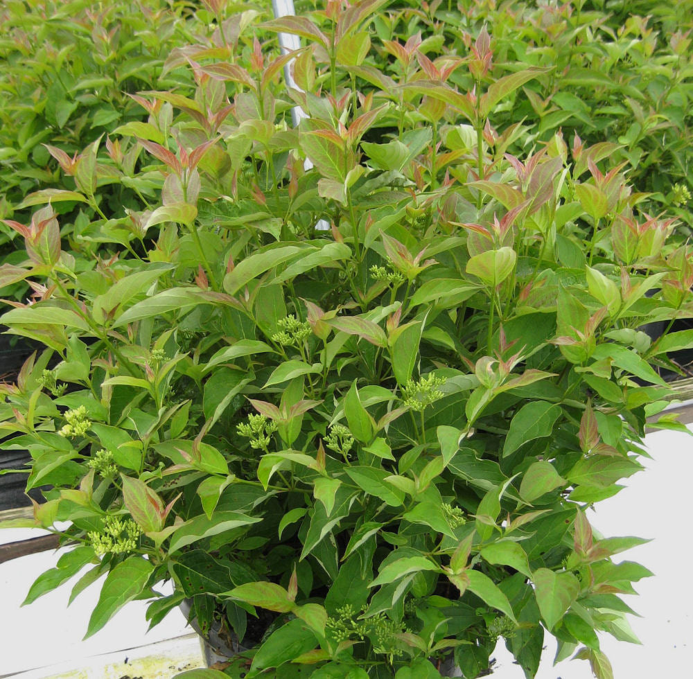 Muskingum® Gray Dogwood (Cornus racemosa &