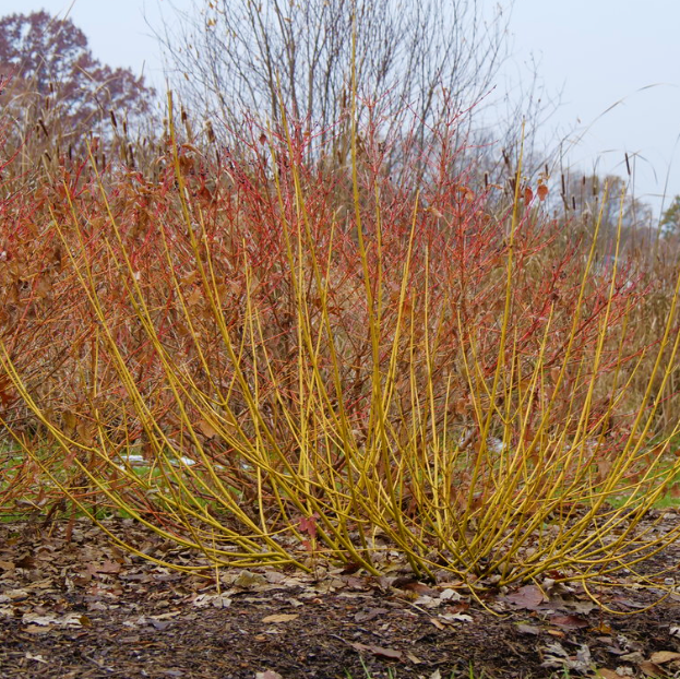 Red-Osier Dogwood
(Cornus stolonifera &