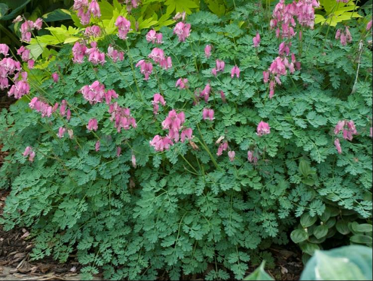 King of Hearts Bleeding Heart (Dicentra king &