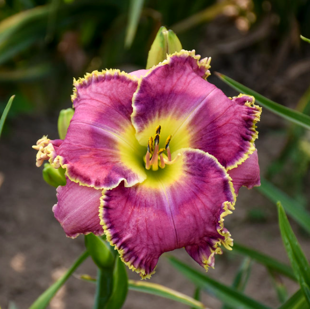 Raspberry Eclipse Daylily (Hemerocallis T.A.N. &