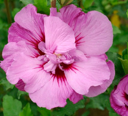 Tahiti™ Hibiscus (Hibiscus syriacus &