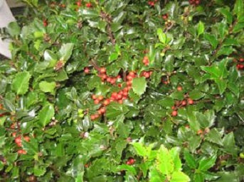 Royal Family (Blue Prince/Blue Maid) Holly (Ilex x meserveae &