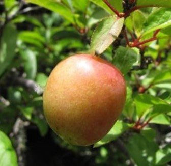 Methley Japanese Plum (Prunus &