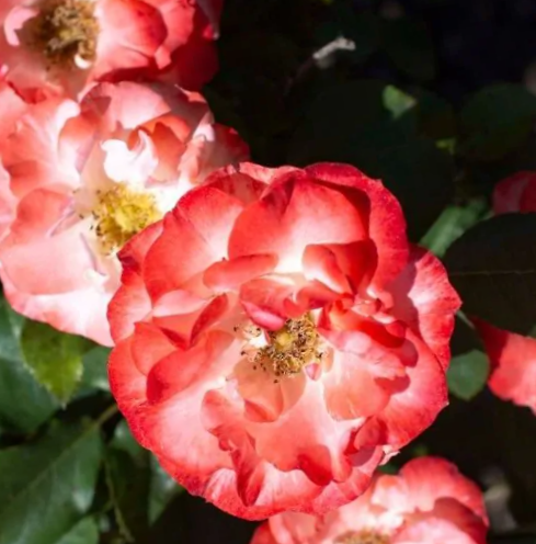 Color Splash® Rose (Rosa color &