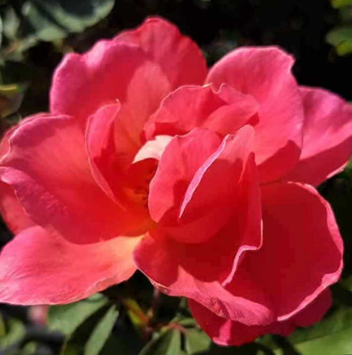 Coral Miracle On The Hudson Rose (Rosa coral &