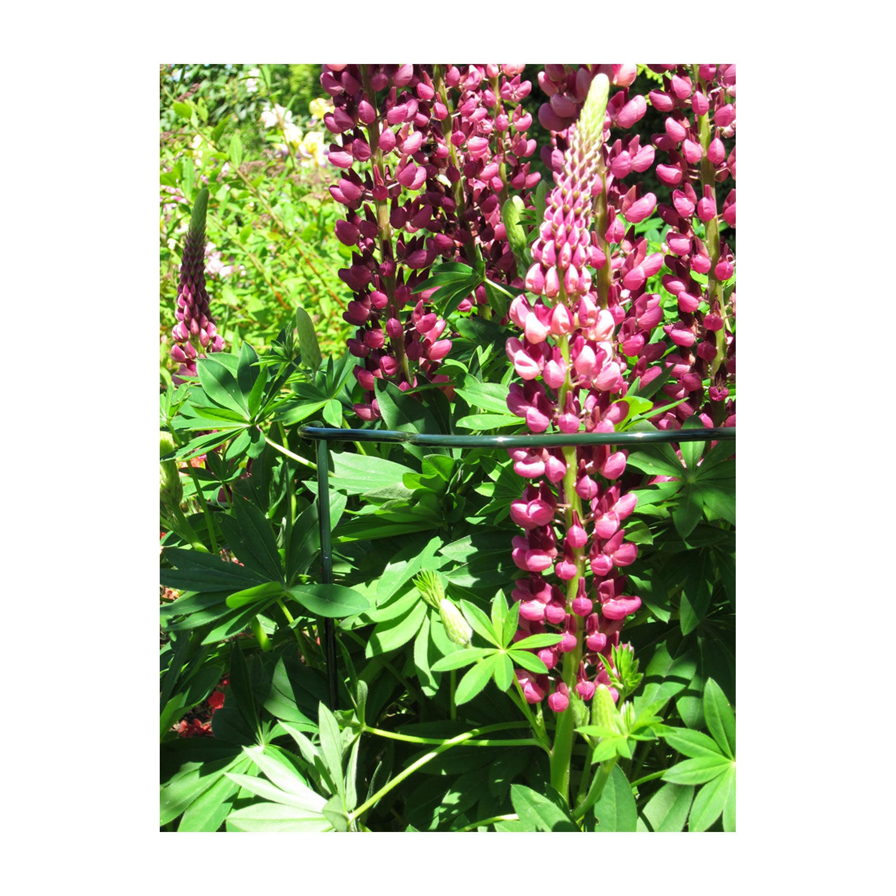 Plant Cradle Support - 28" Scalloped