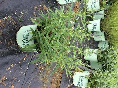 Moody Blues Dark Blue Speedwell (Veronica &