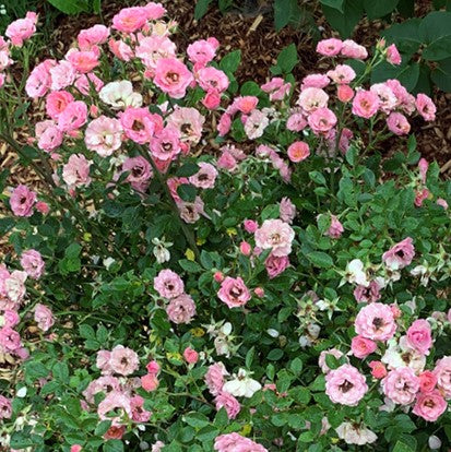 Oso Easy Petit Pink® Landscape Rose (Rosa &