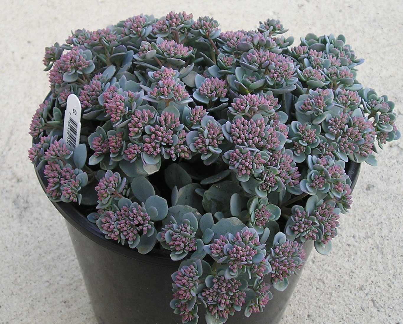 Cauticola Stonecrop (Sedum cauticola) - 1 gallon