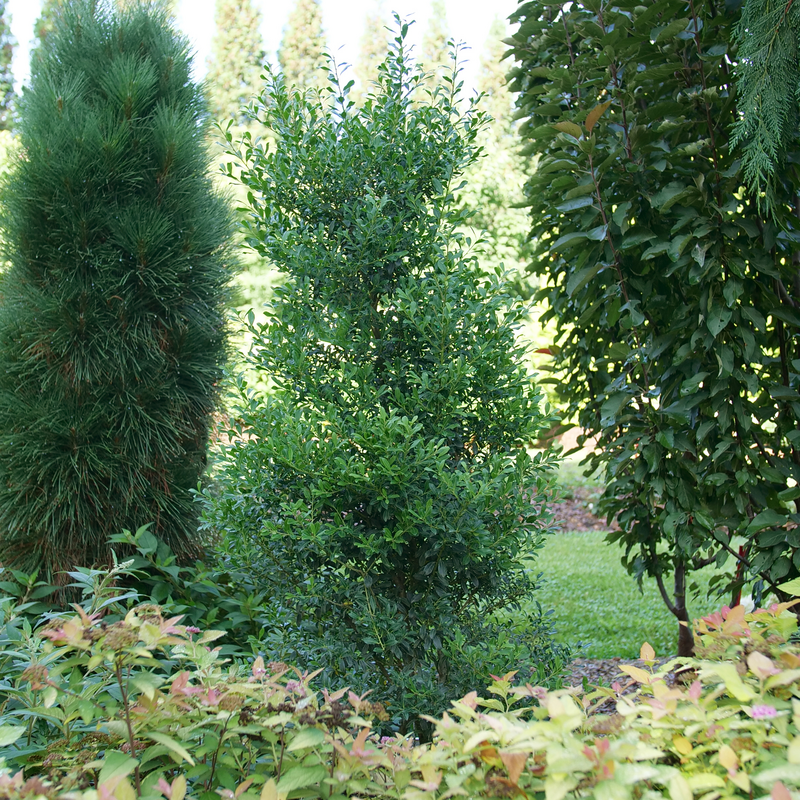 Squeeze Box Inkberry Holly (Ilex glabra &