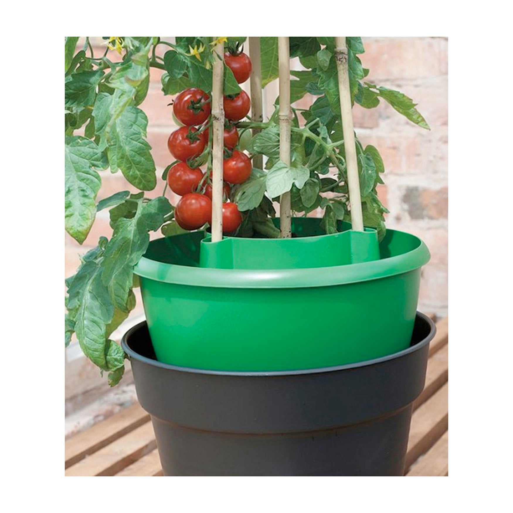 Plant Halos Watering & Plant Support - Green pack of 3