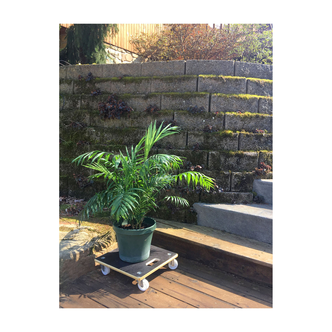 MaxiGrip Plant Caddy - 15" Black Square