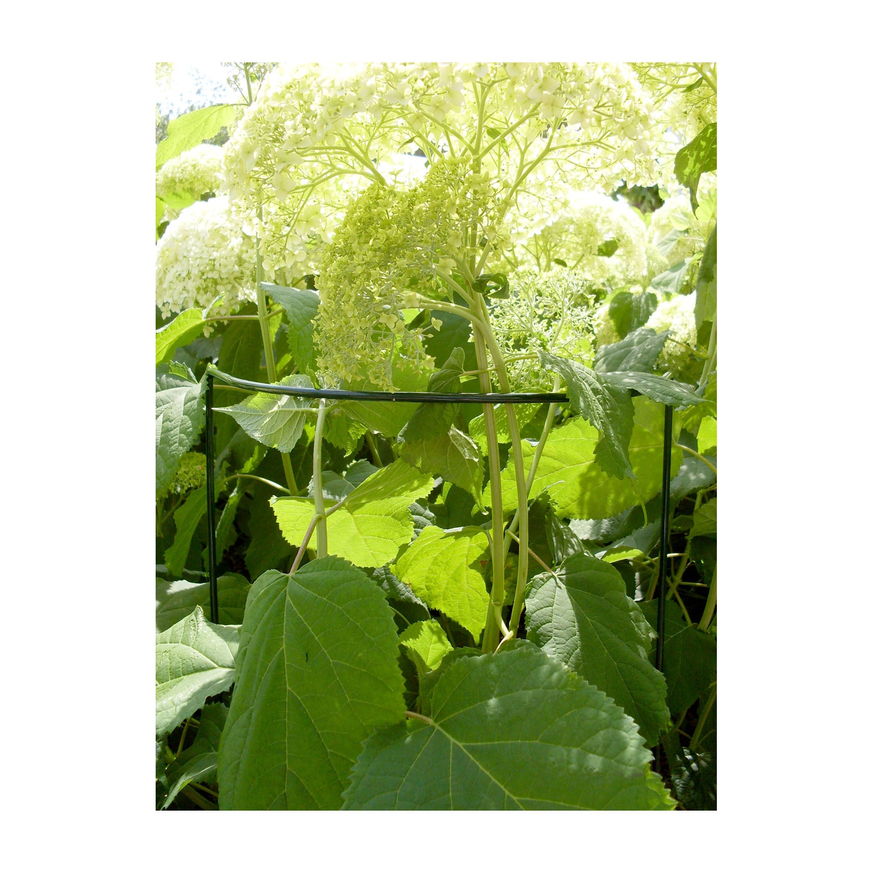 Plant Cradle Support - 40" Half Circle