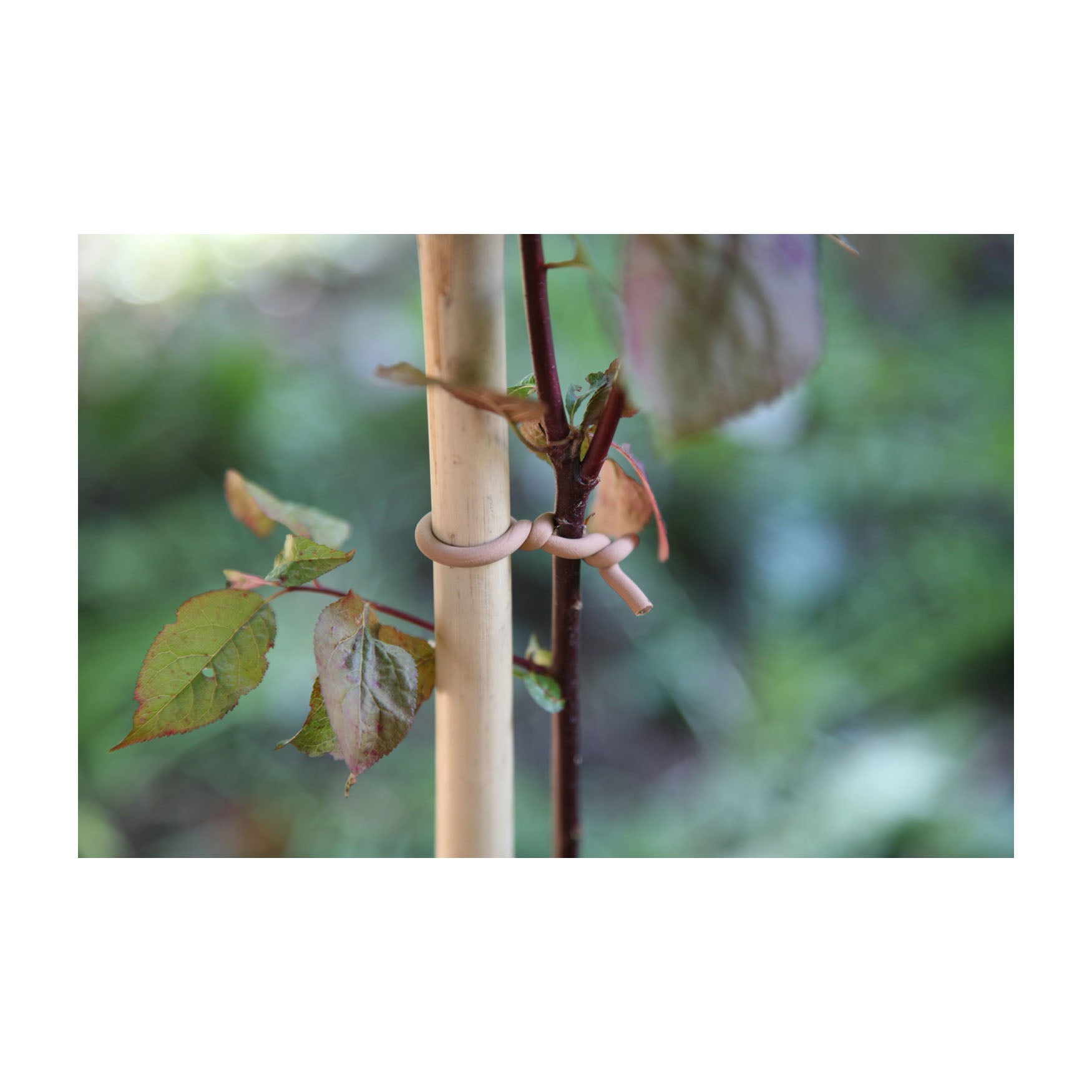 Soft Tie - Slim, Woody