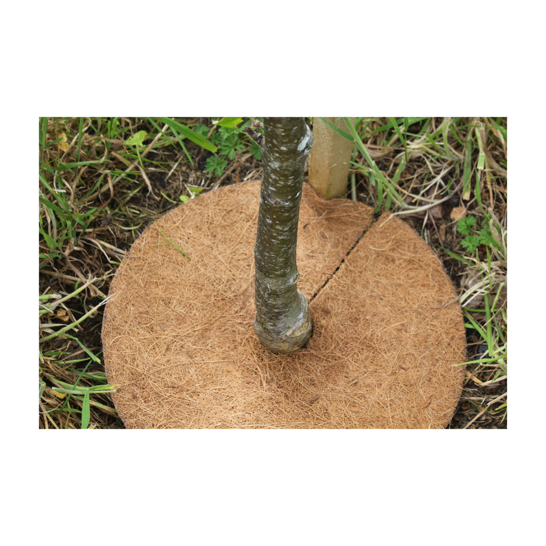 Coco Tree Mat (3 pack) - 8" Round