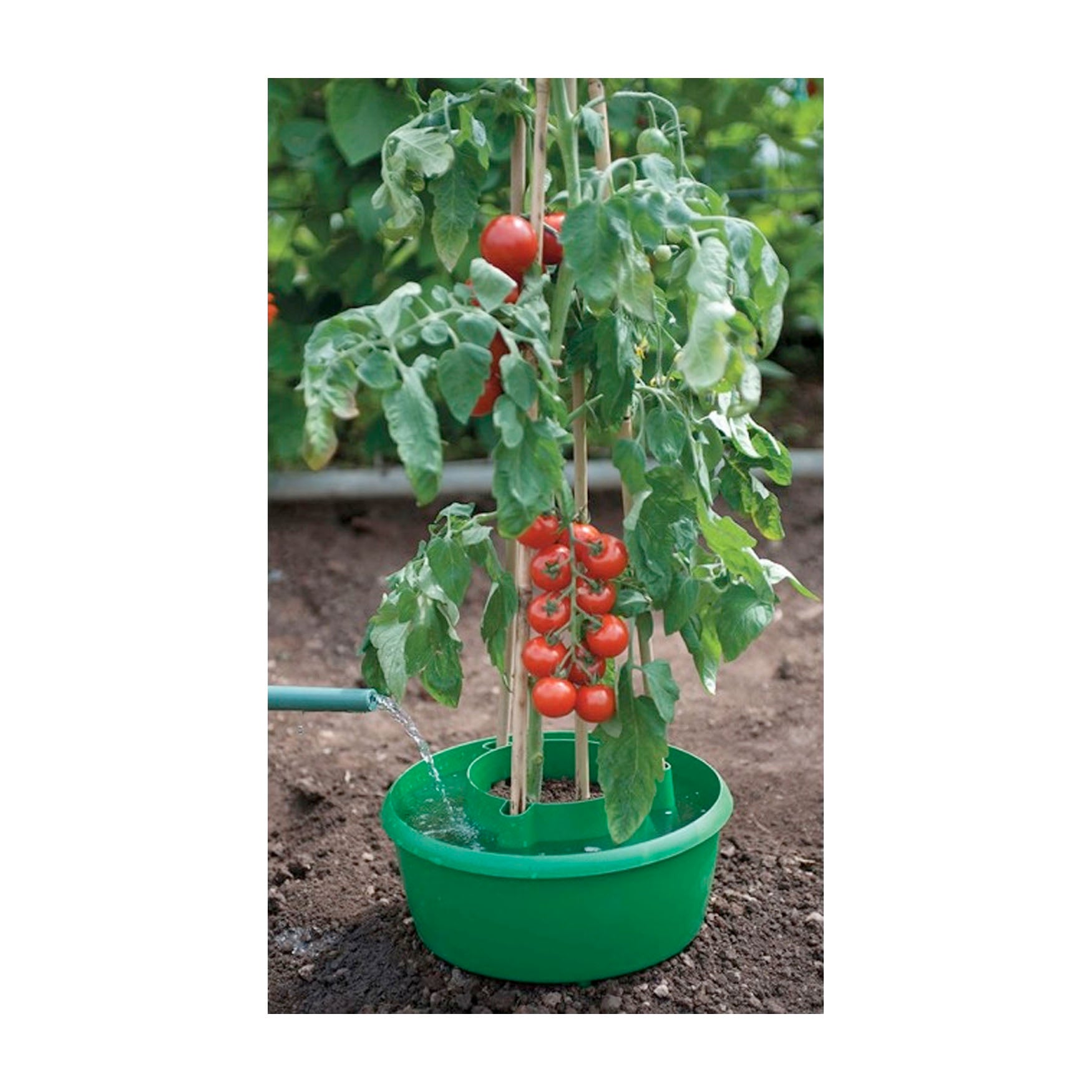 Plant Halos Watering & Plant Support - Green pack of 3