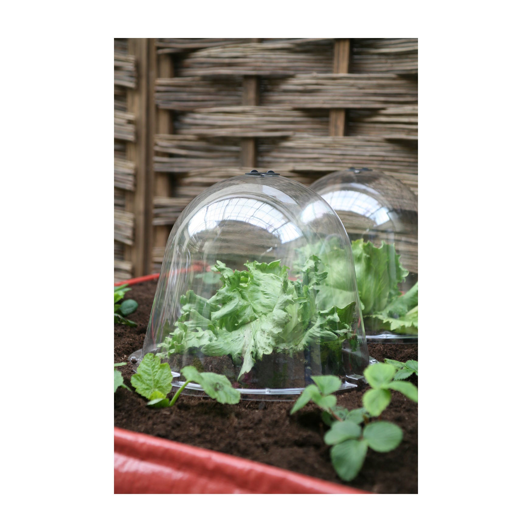 Victorian Bells (2 pack) - King Size