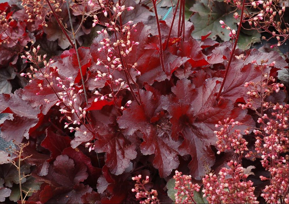 Forever Red Coralbells (Heuchera forever &