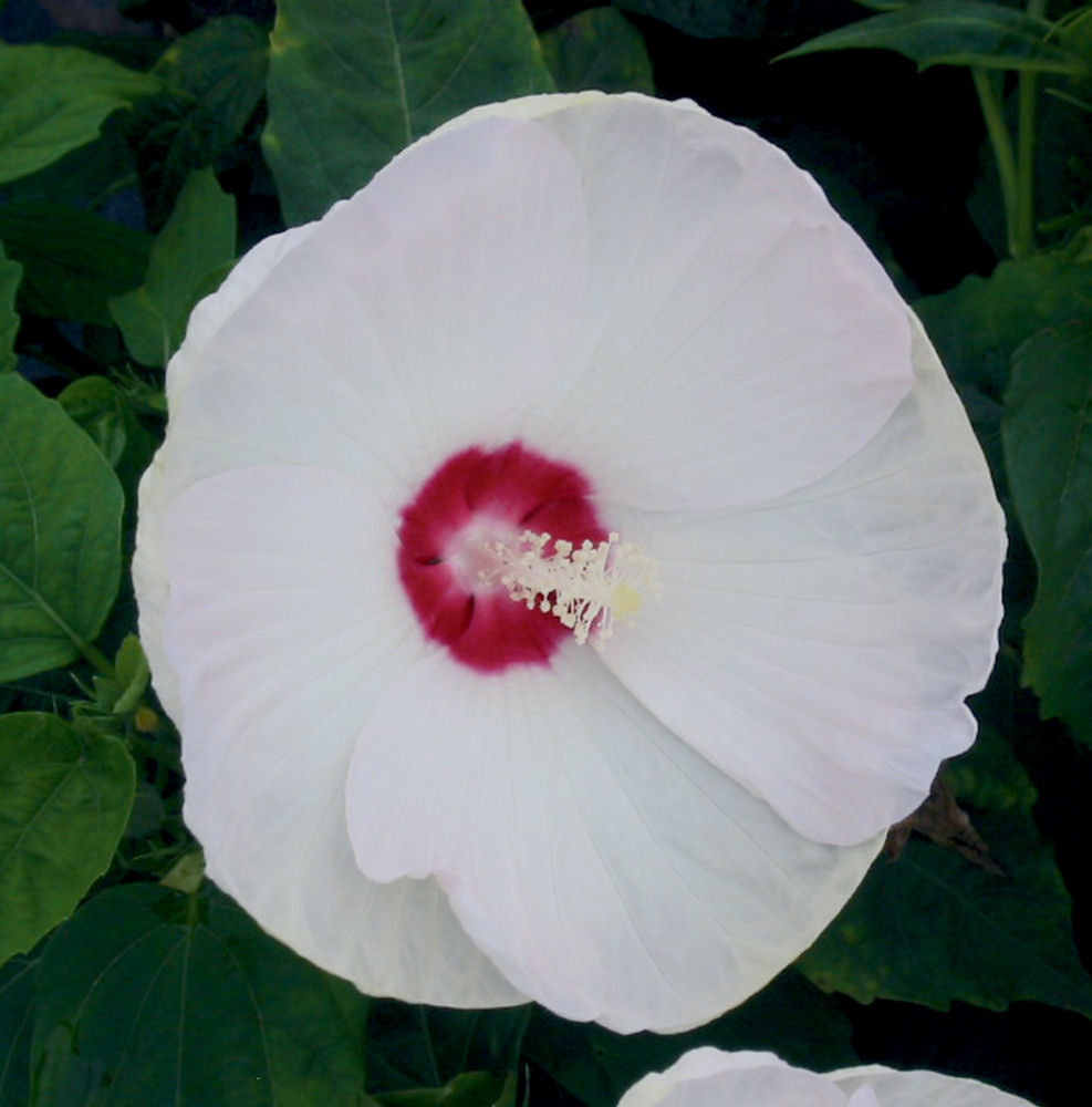 Luna™ White Hardy Hibiscus (Hibiscus mos. &