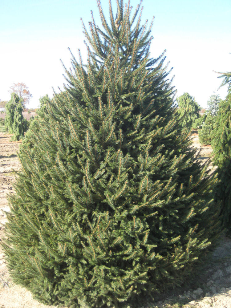 Norway Spruce (Picea abies) - 18"